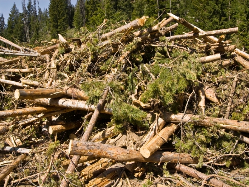 biomasa-forestal